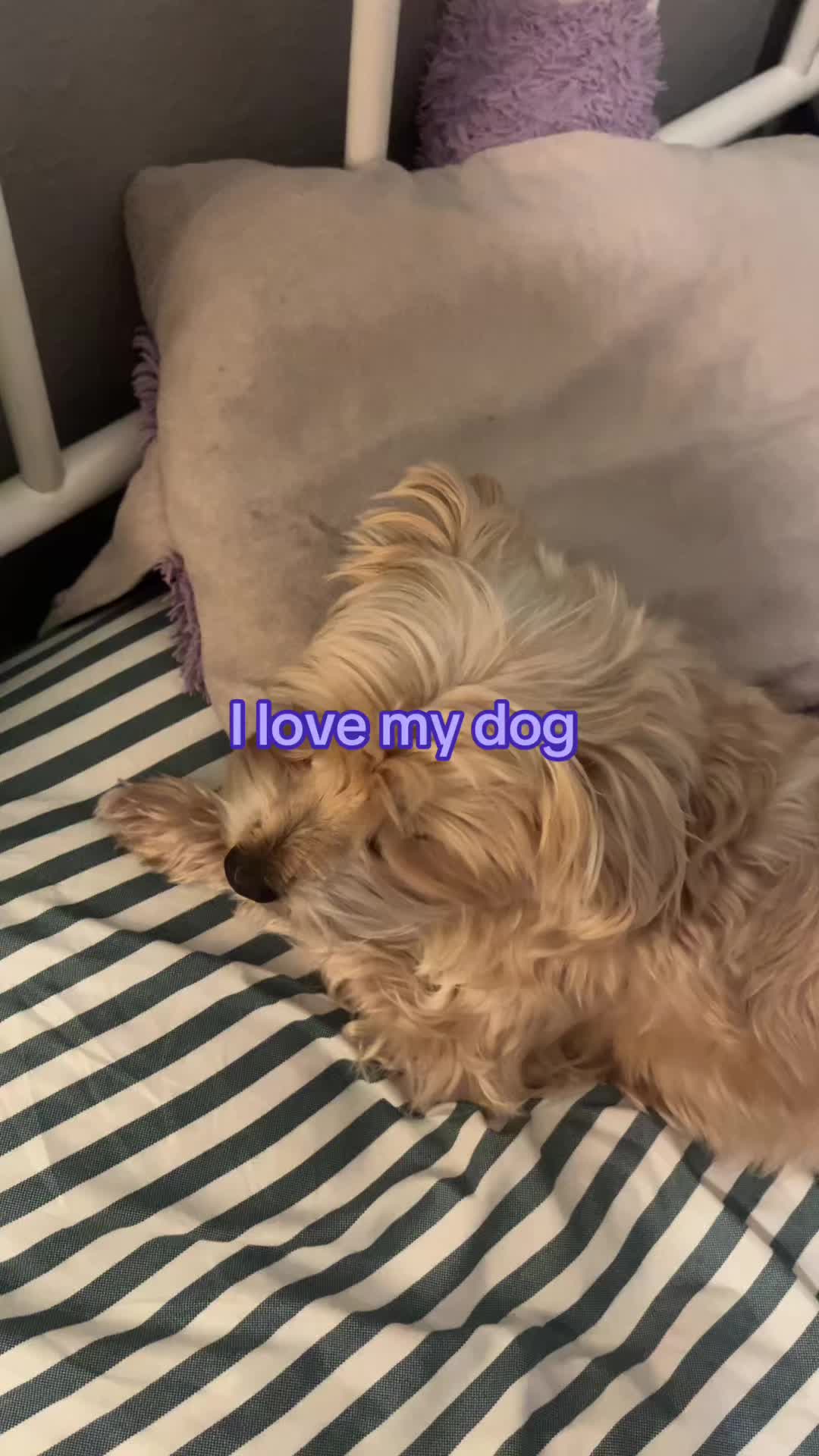 @lily