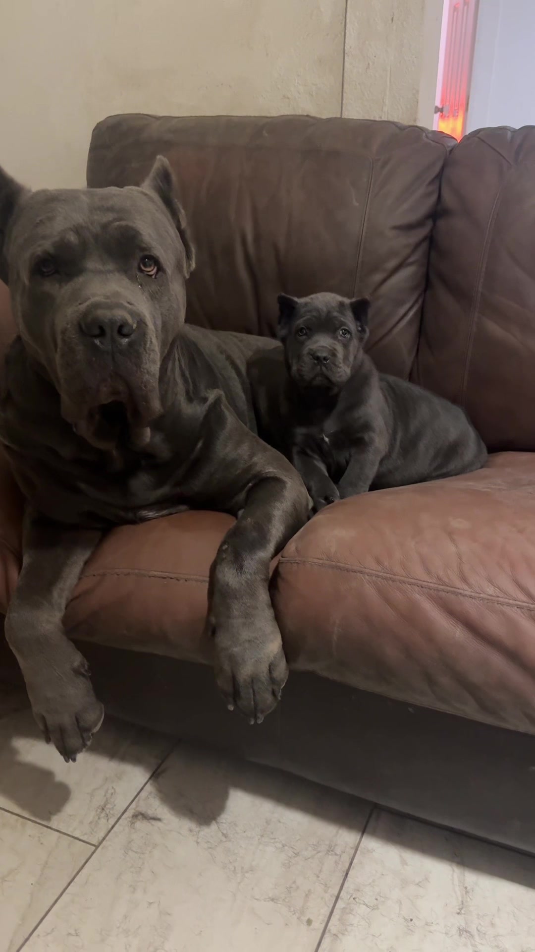 @canecorsoblackguardianz