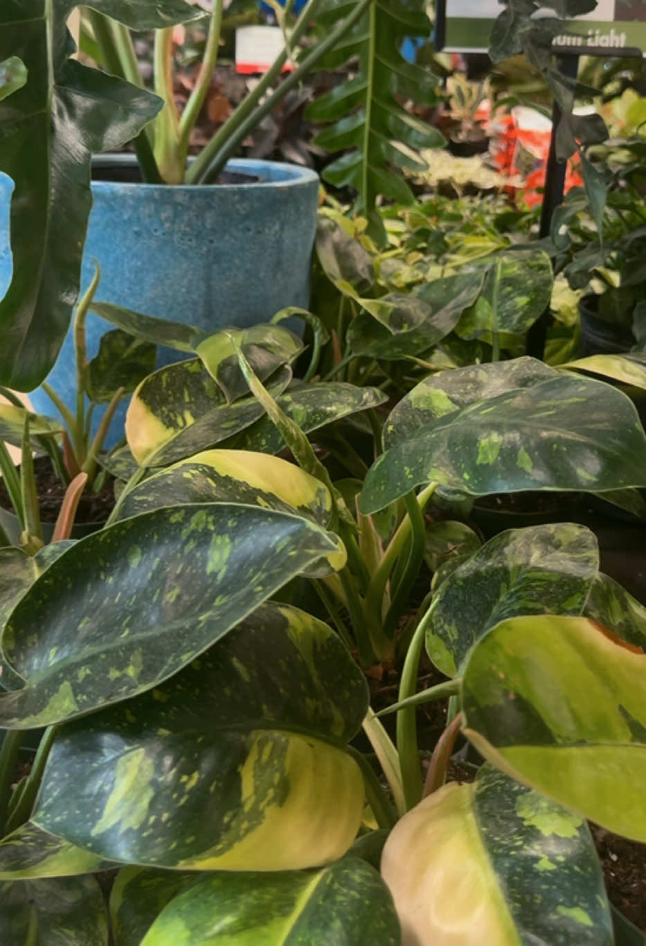 @Plant Deco ATL