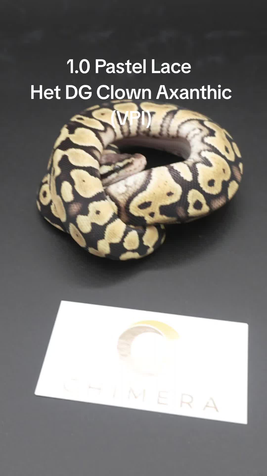 @Proxima Reptilis