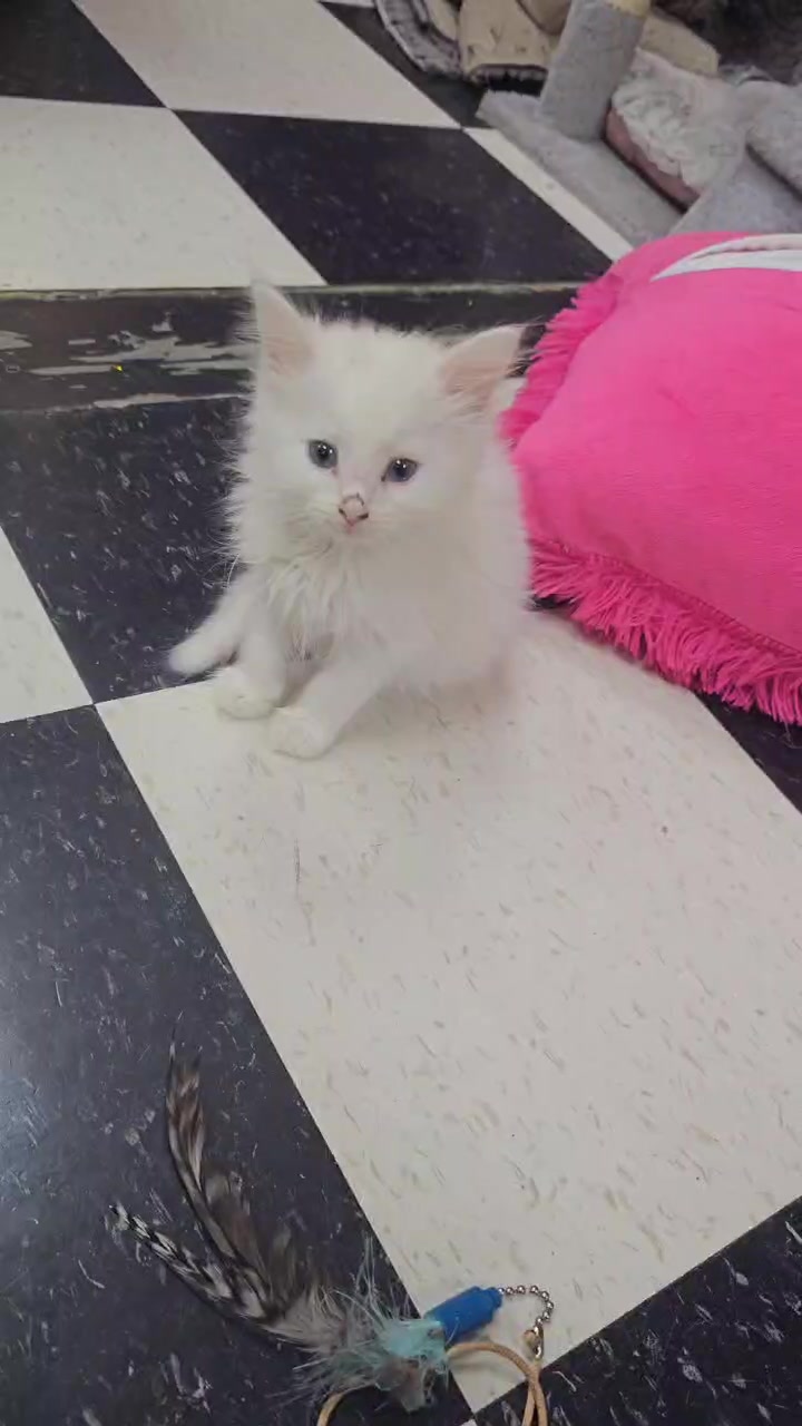 @The Purrfect Pour Cat Cafe