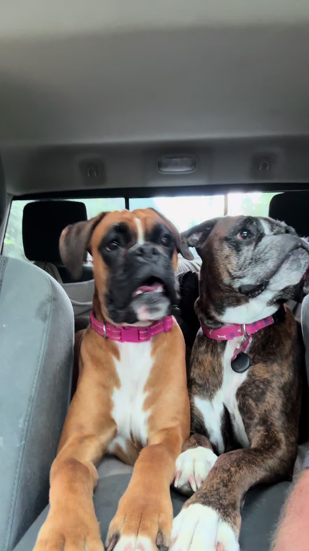 @boxermadness
