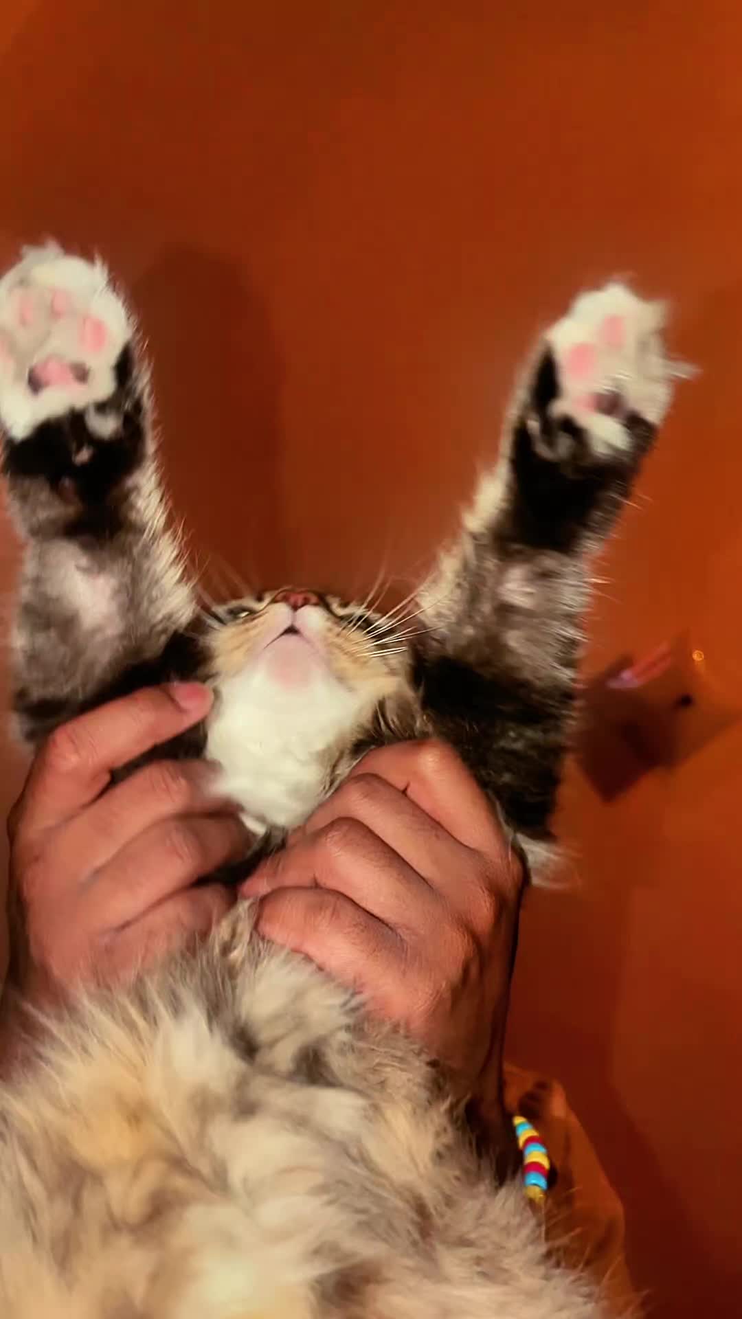@Harry Styles the cat 😺😺