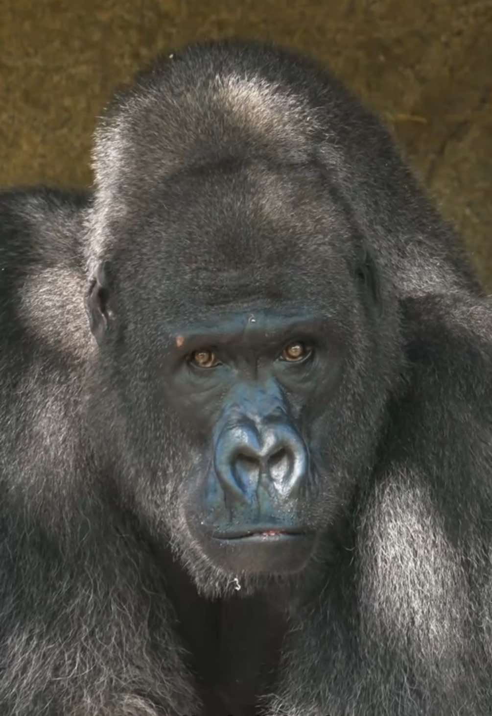@San Diego Zoo