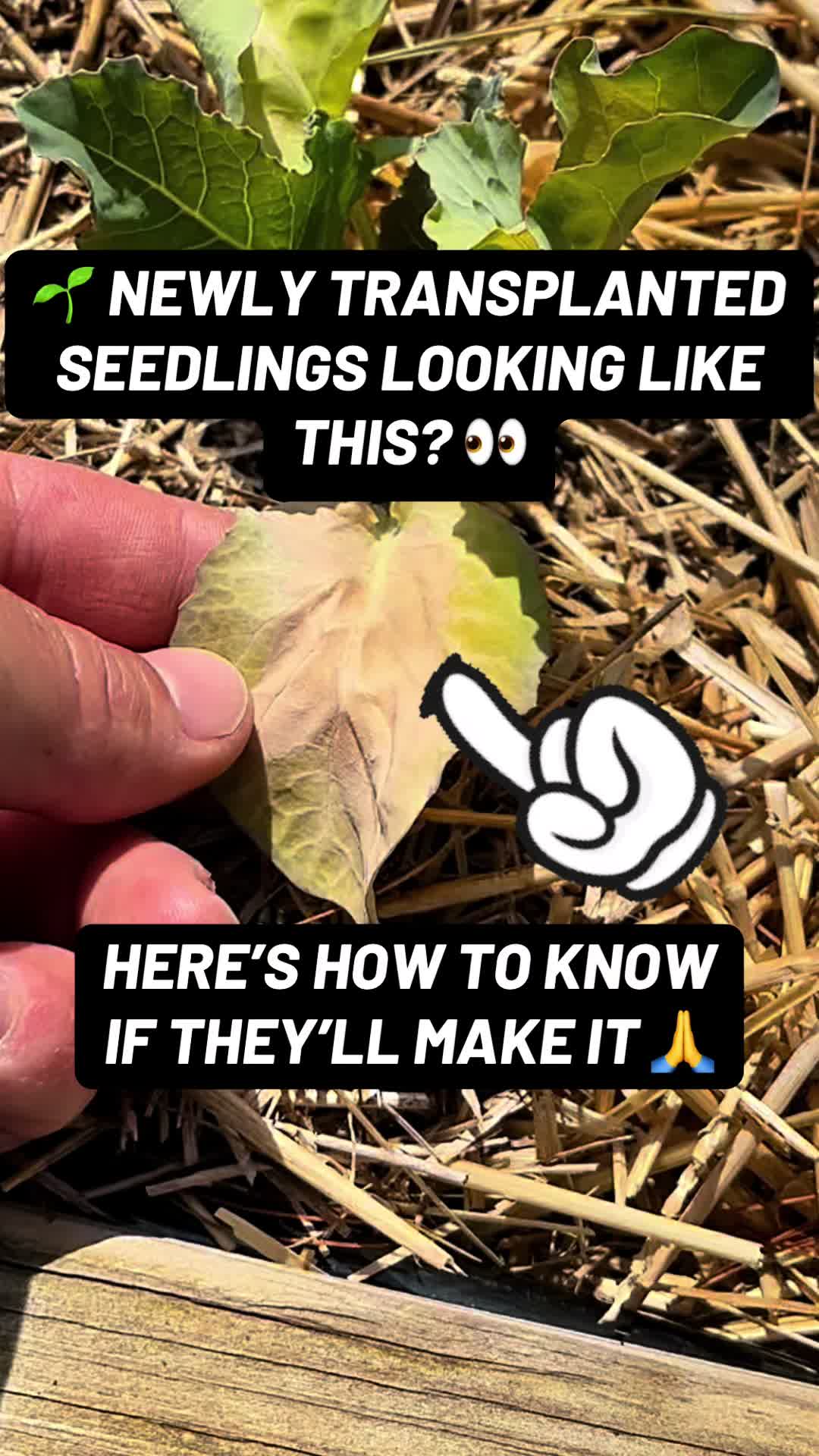 @TheFruitfulFoodscape