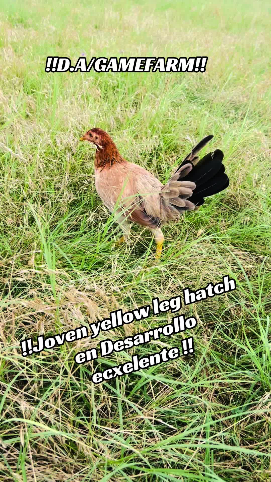 @DAgamefarm