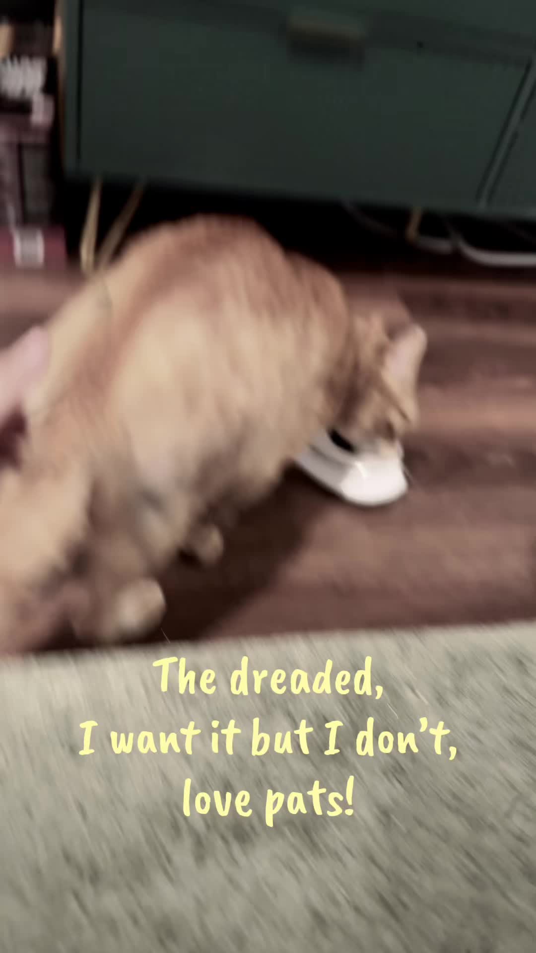 @just_gordo_9