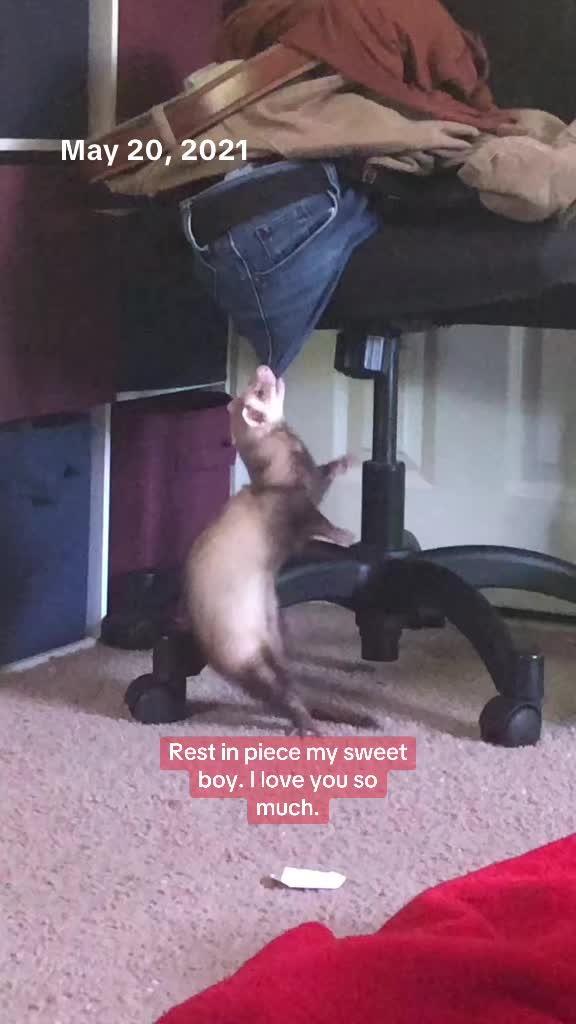 @BlepardVO