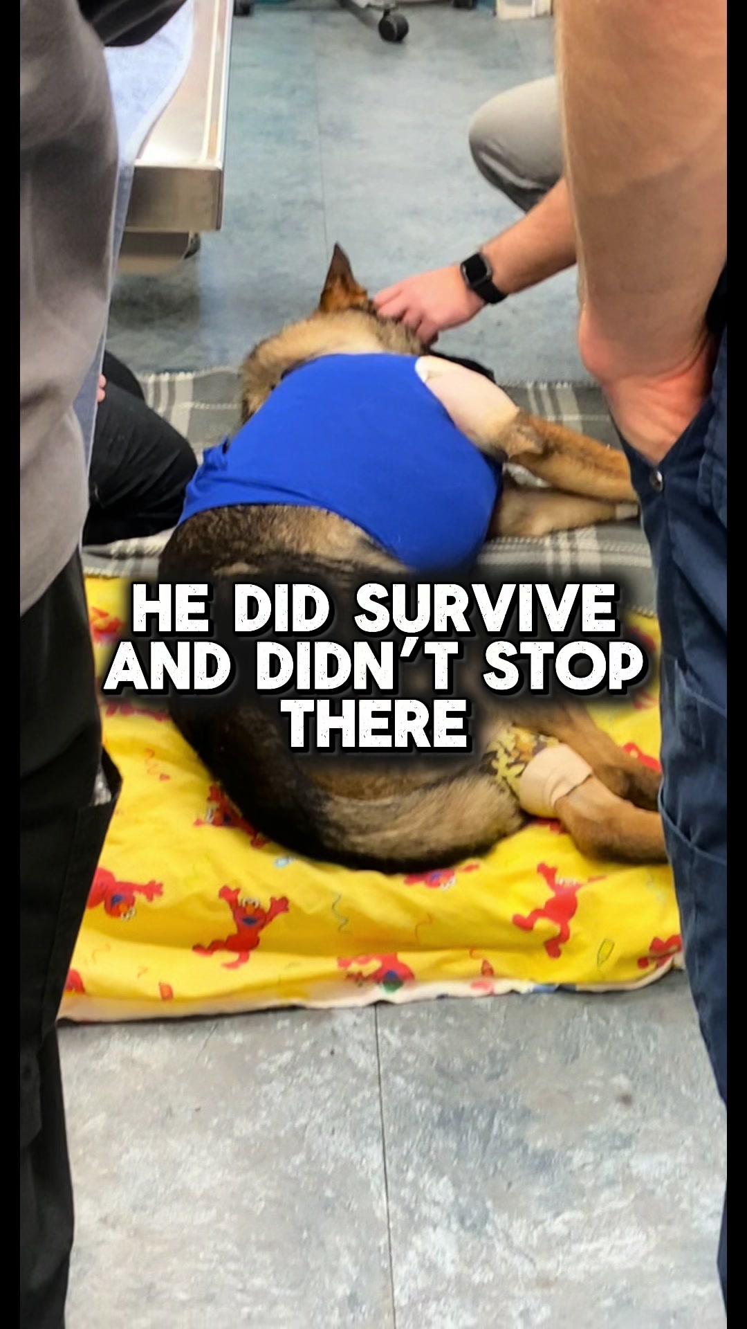 @K9 Arlo
