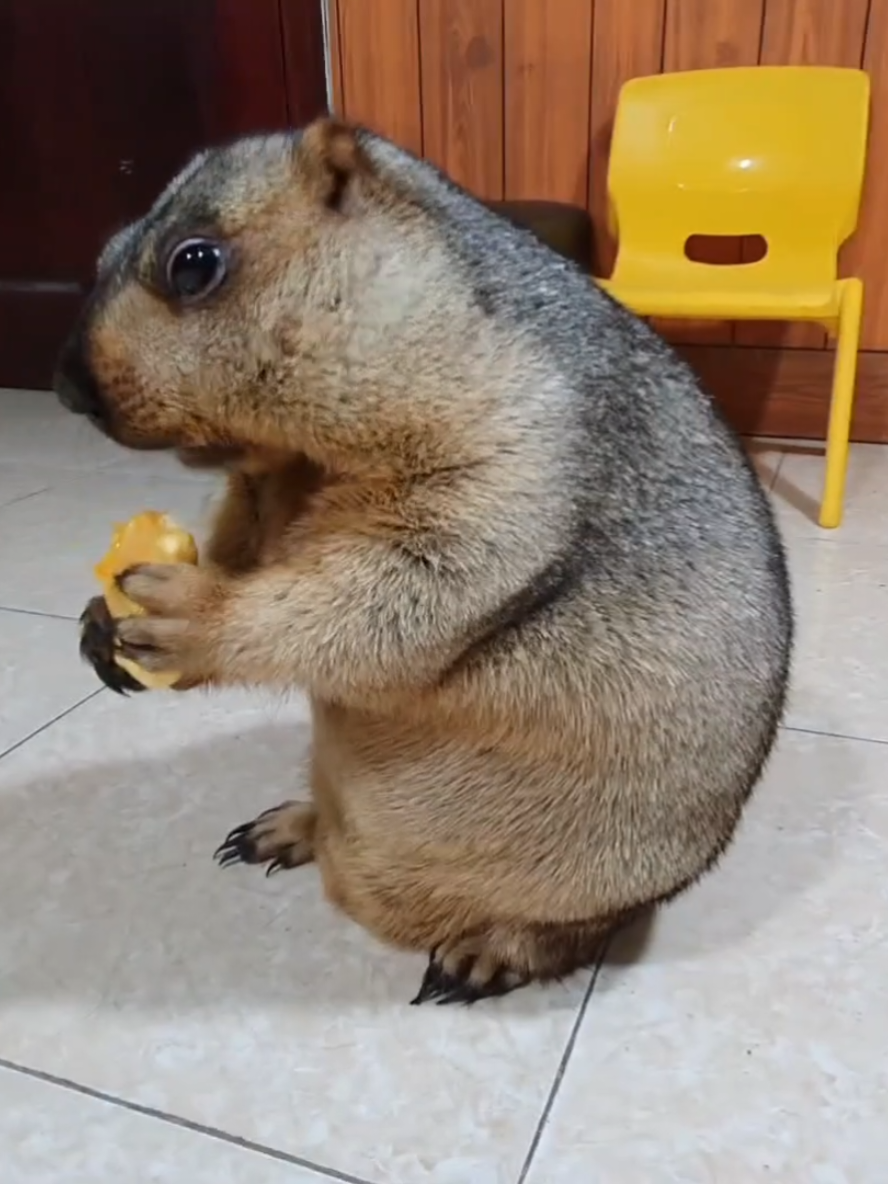@YêuYêu