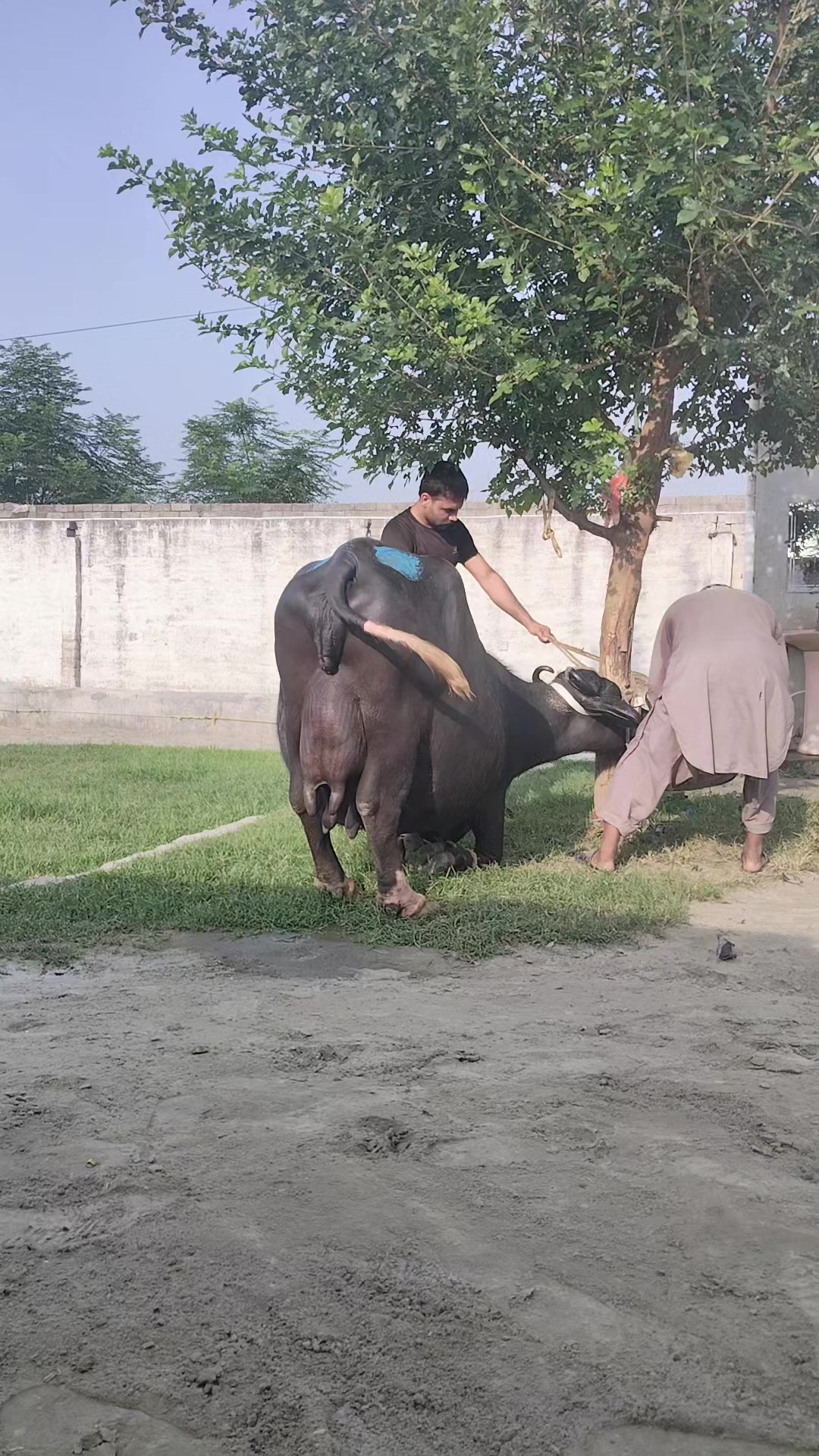 @💖🐄یوسف خان گوندل الہ 💖🐄