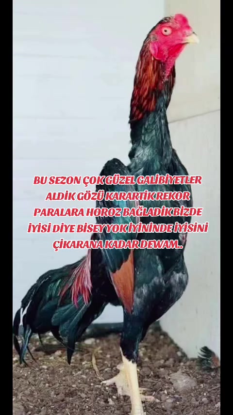 @Demreli Cane