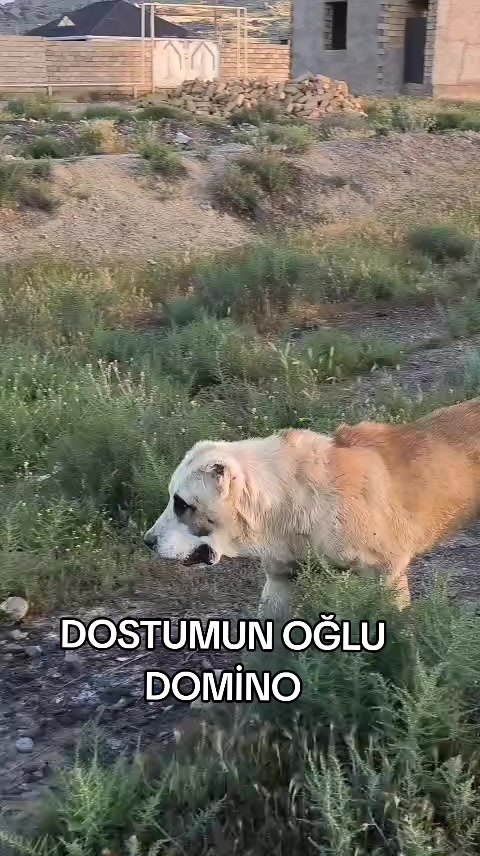 @Elşad__007