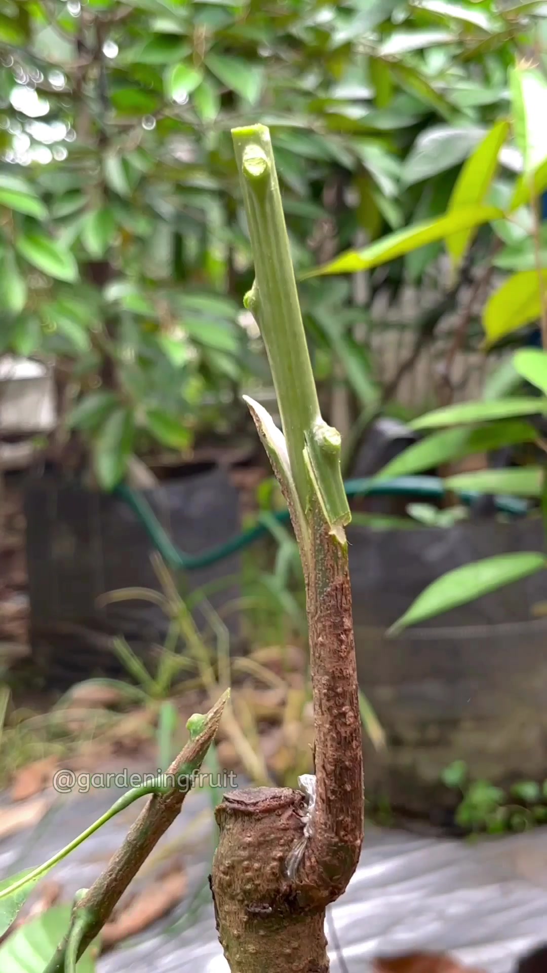 @GardeningFruits