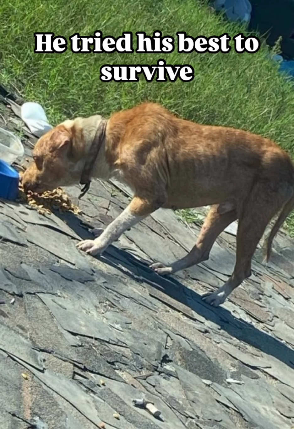 @HeyGoodDogs