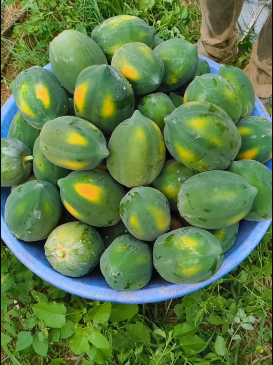 @Kilimo Biashara