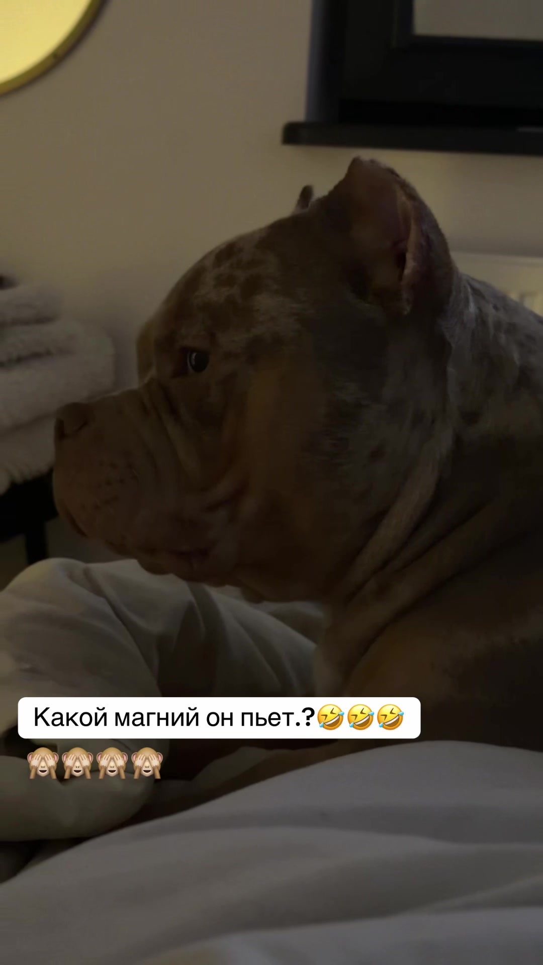 @TWO_BULLY