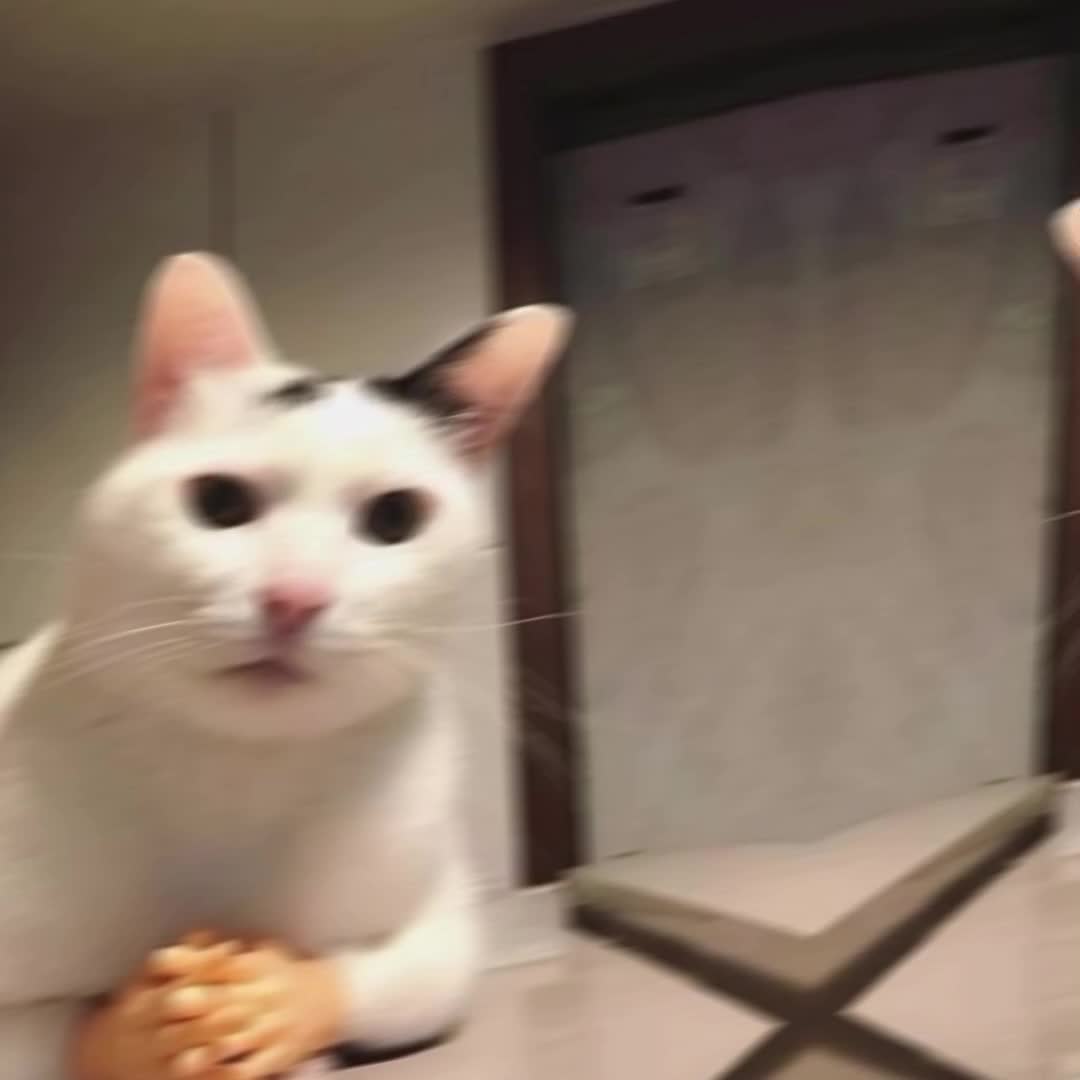 @๐๐ถ๐๐๐น๐๐ท๐๐๐๐ซด๐ป