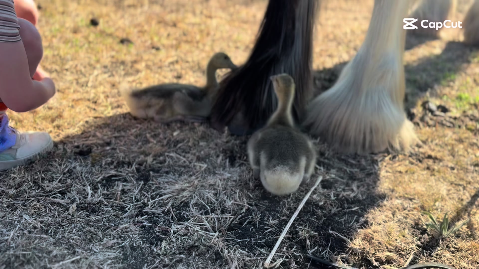 @Duneske Clydesdales