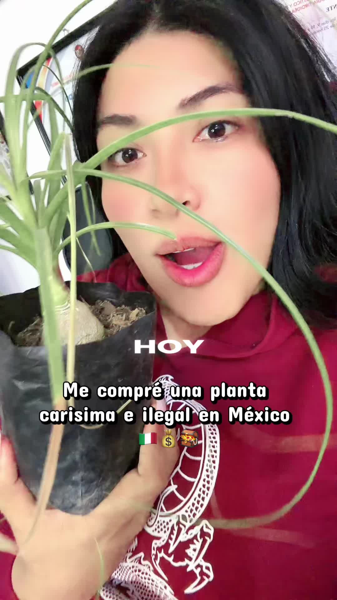 @Dra.Khalessa 🐓👑