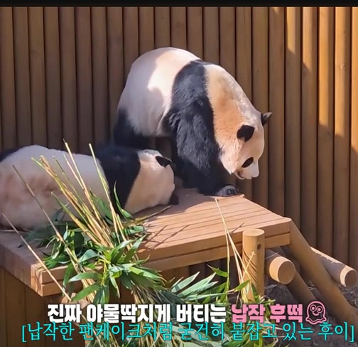 @K-PANDA kim