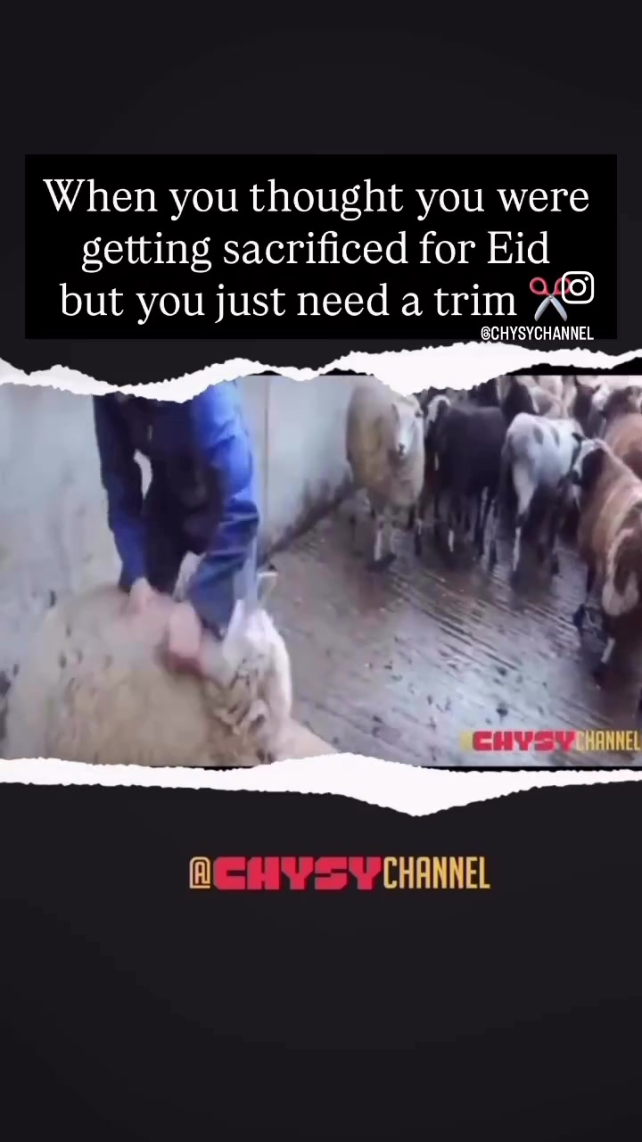 @ChySy Channel