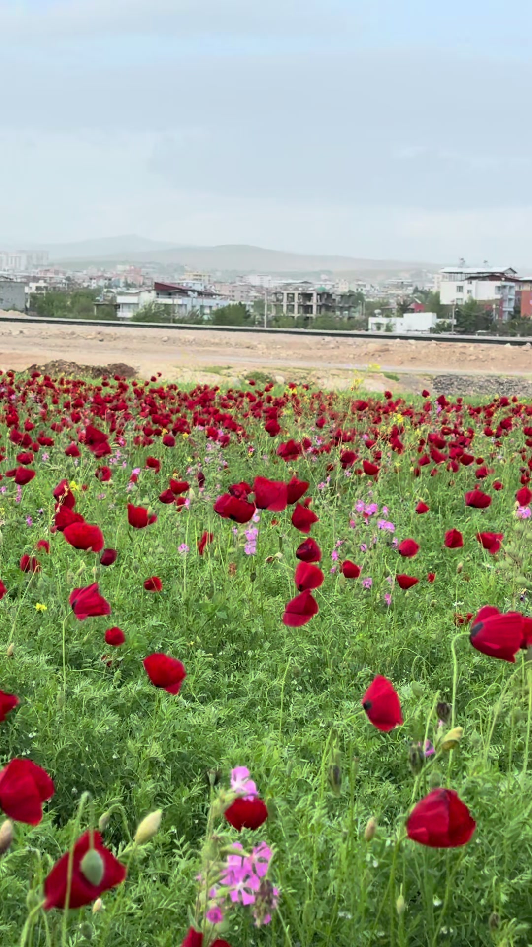 @Emine Başkurt