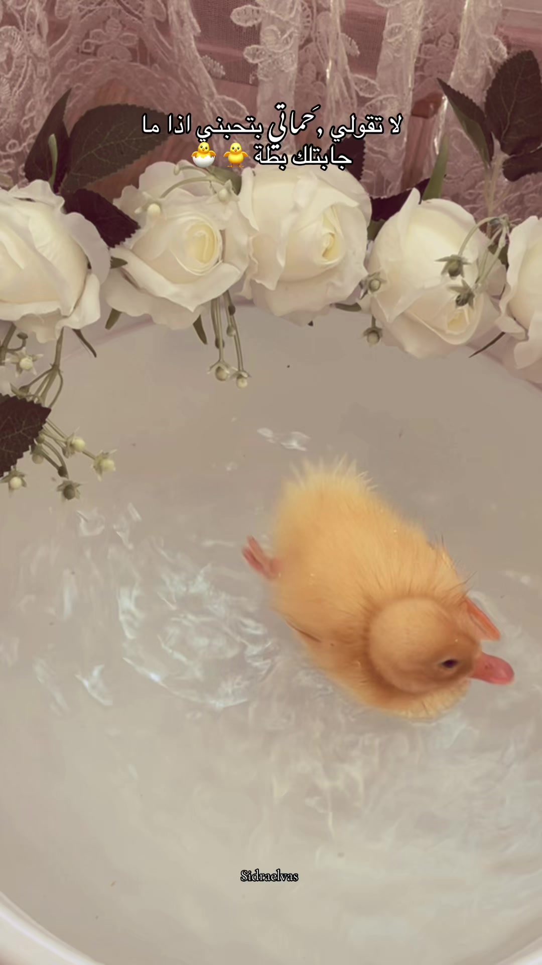 @𝑆𝑖𝑑𝑟𝑎𝐸𝑙𝑣𝑎𝑠🎀