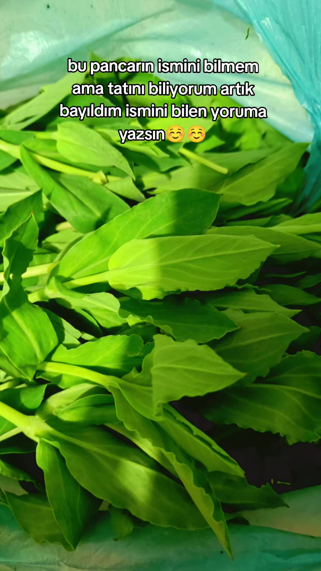 @@ Keça kurda 49 bulanıksayfası