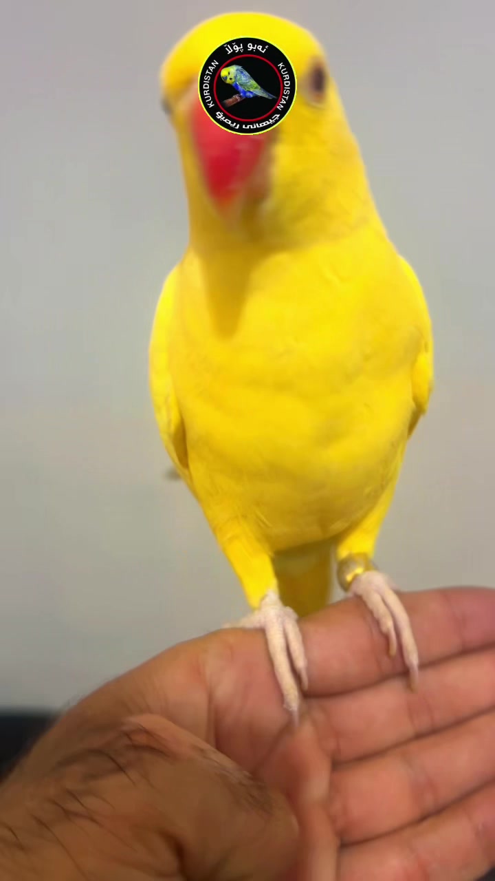 @أبو پؤلا