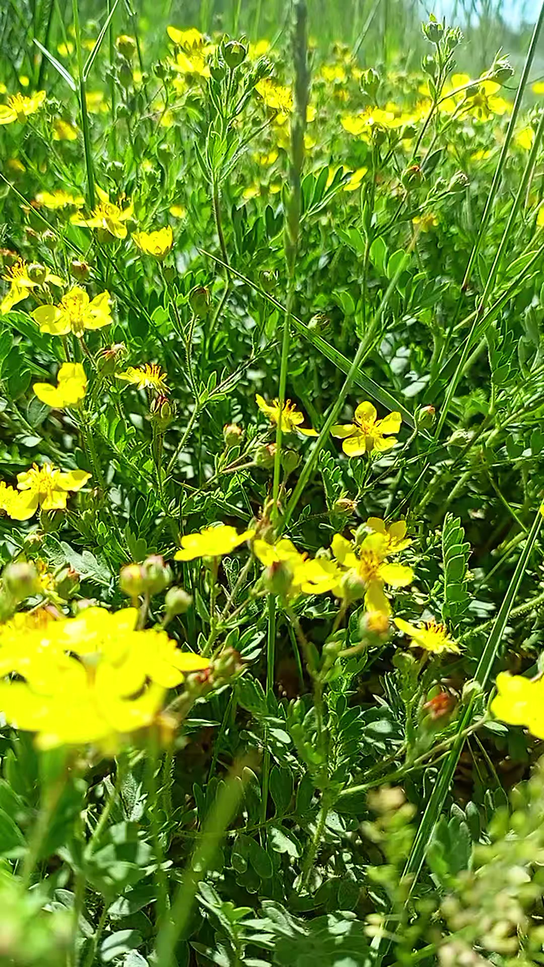 @Алена Ария