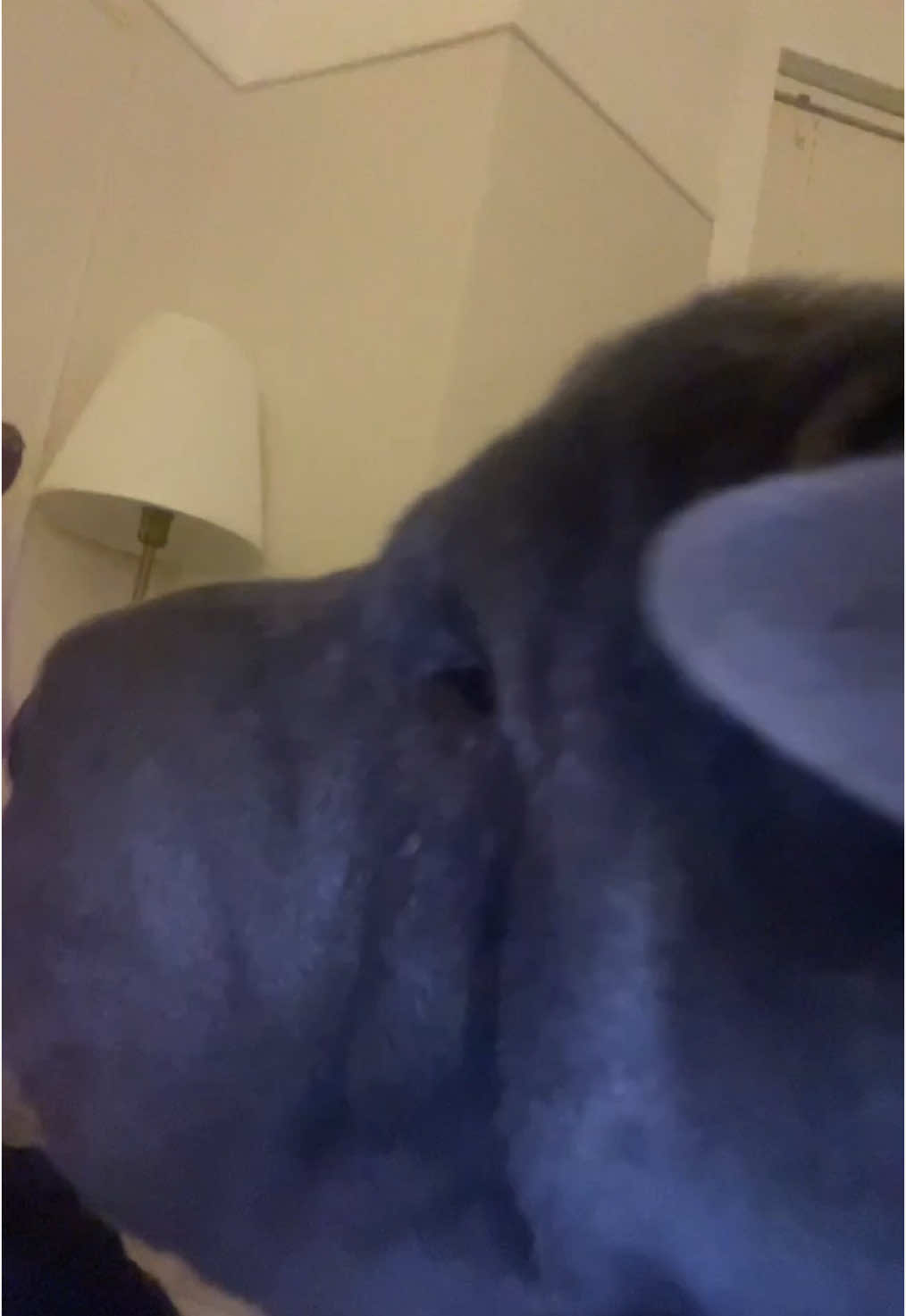 @ConnorDoc1