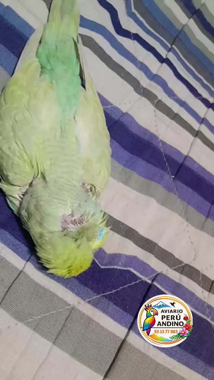 @rhiana tu charapita🏳️🌈
