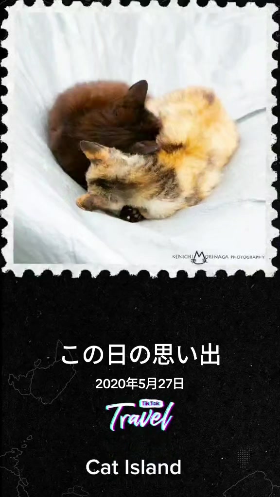 @猫写真家 森永健一
