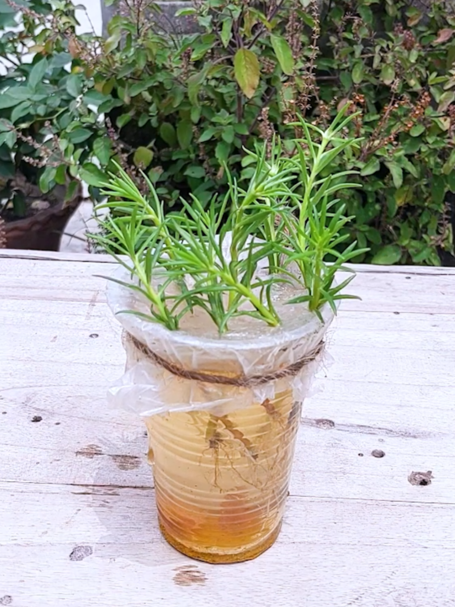 @PlantsLife