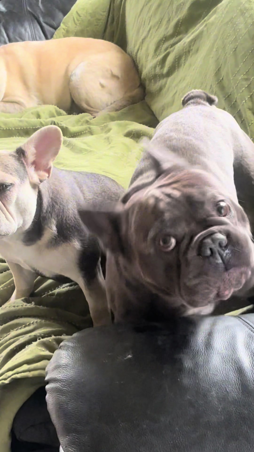@St&eacute;phanie | PugsFrenchies 💜🐶