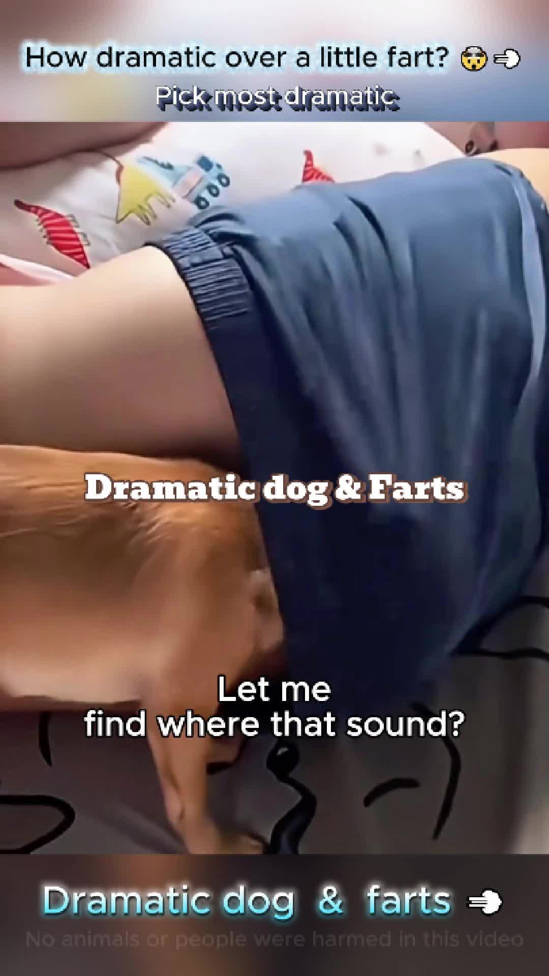 @pet.funny799