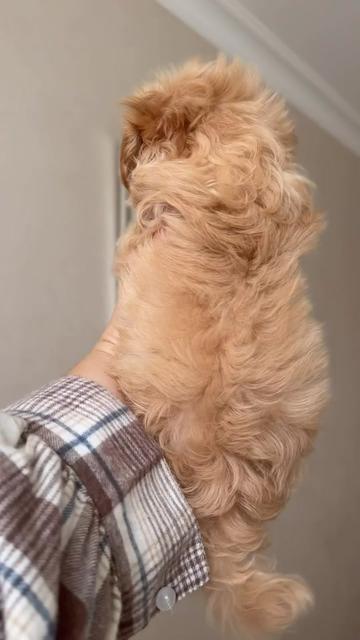 @Maltipoo Puppy Place