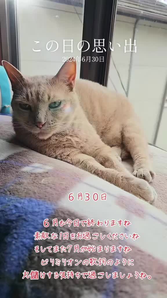 @黒猫の凱旋➿️