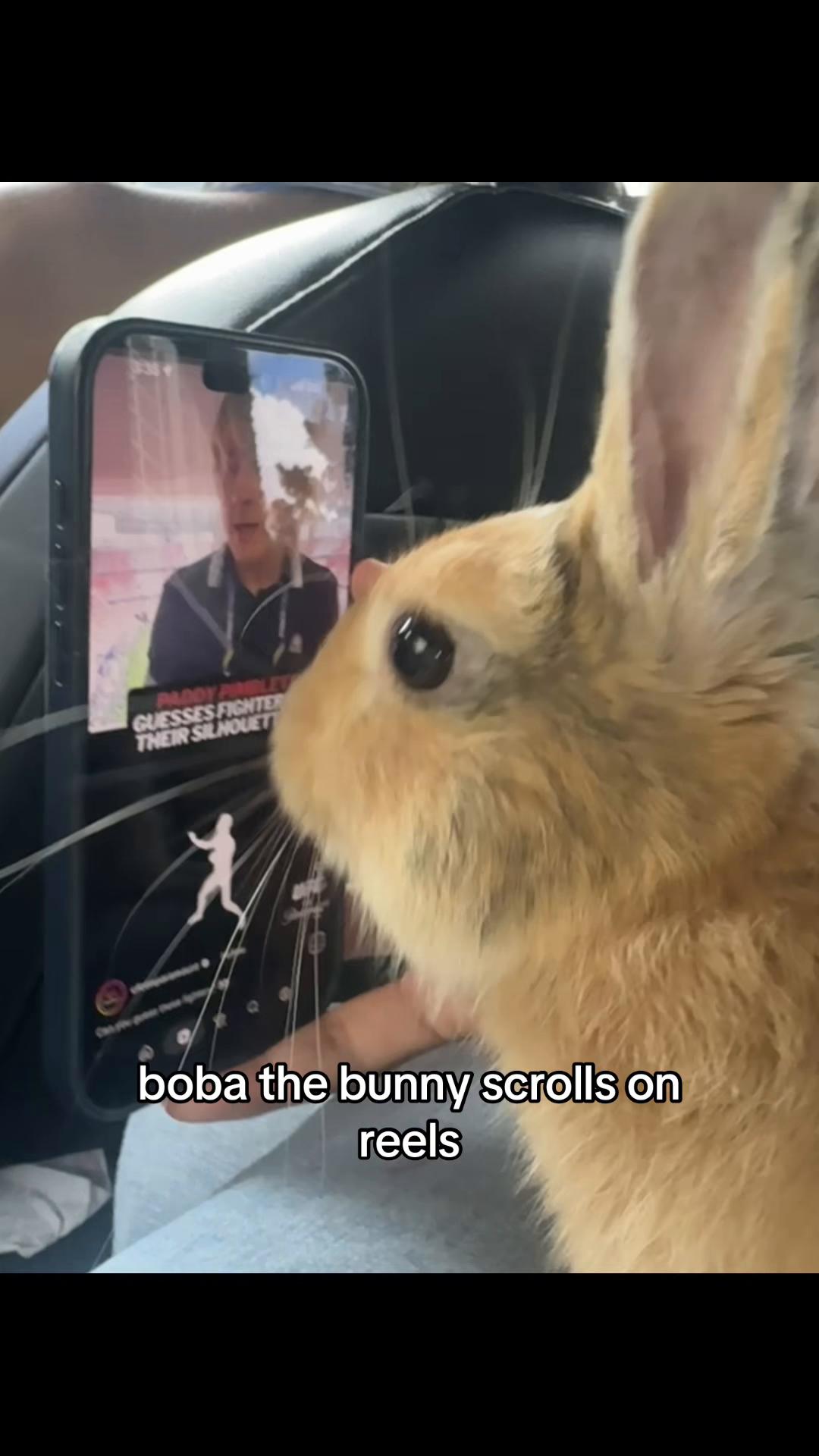 @Boba 🐰🩵