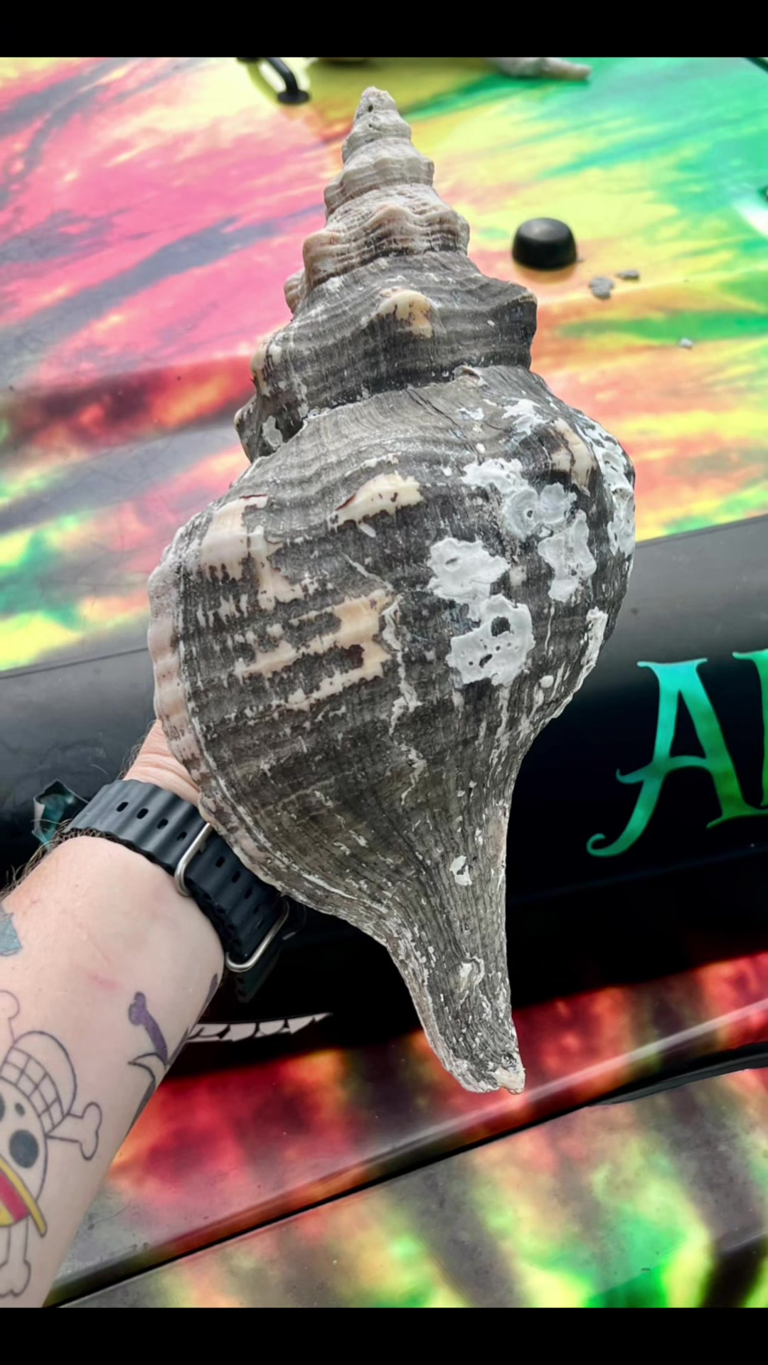 @Southwest Florida Shelling