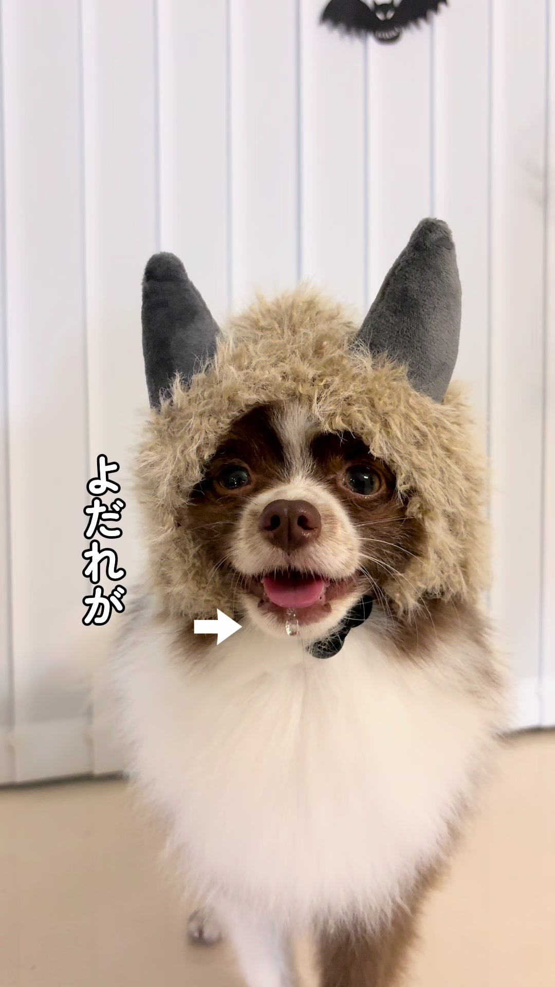 @ぽてたぬブラザーズ