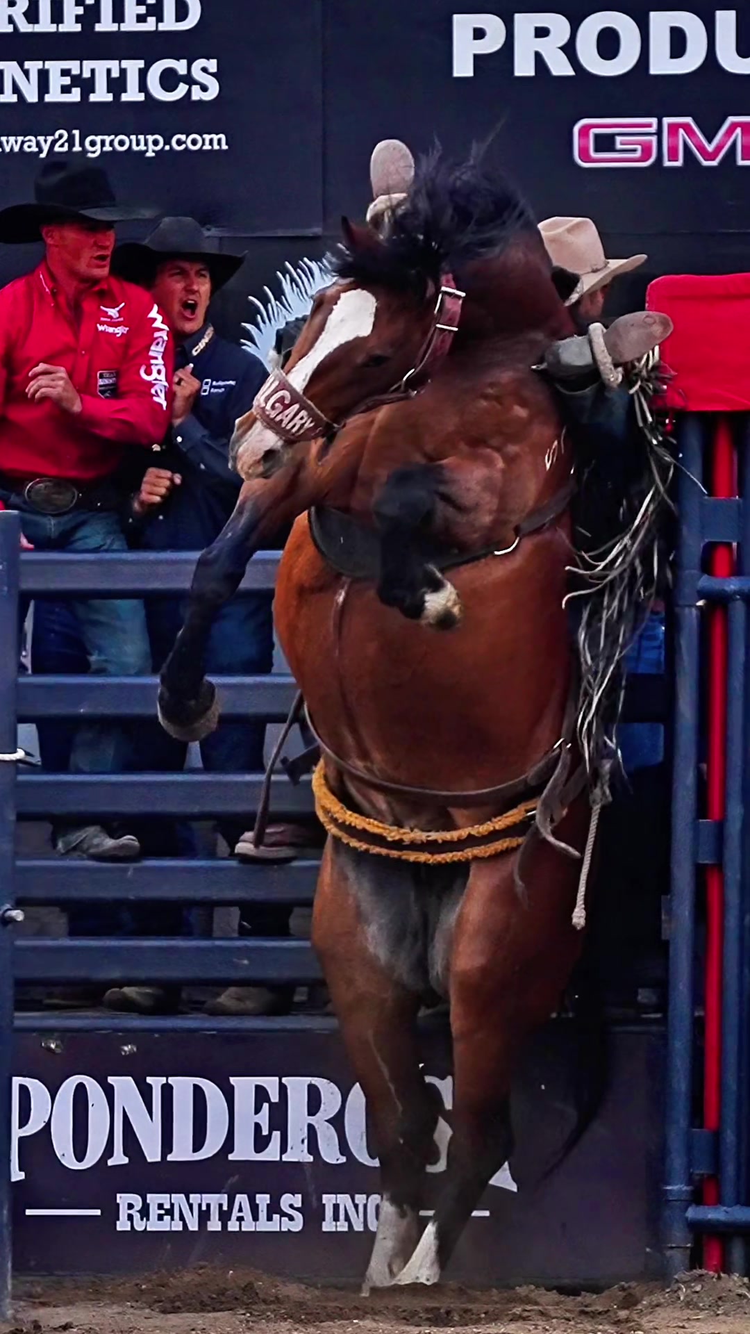 @Hanginghorses