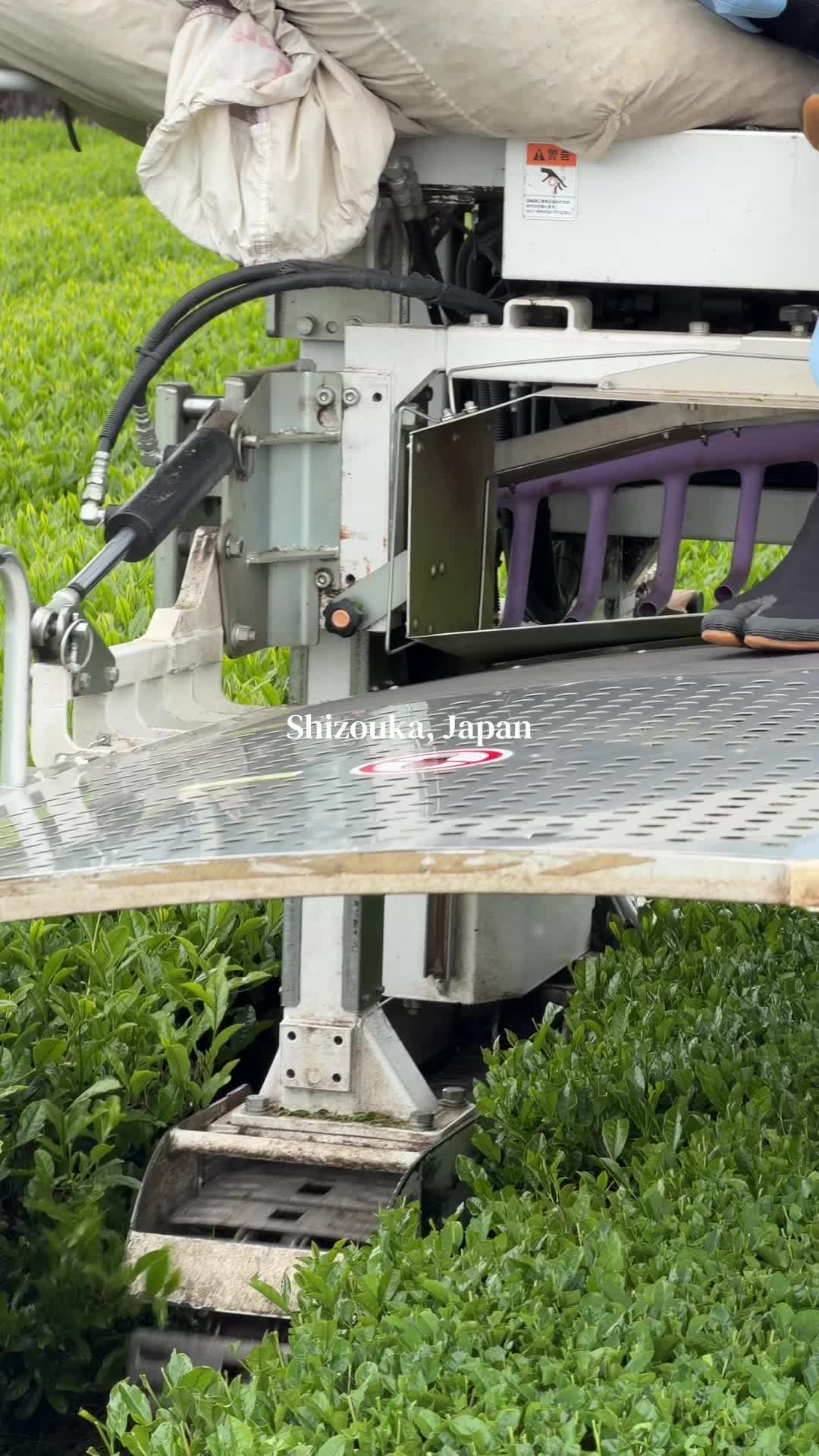 @Nekohama Matcha