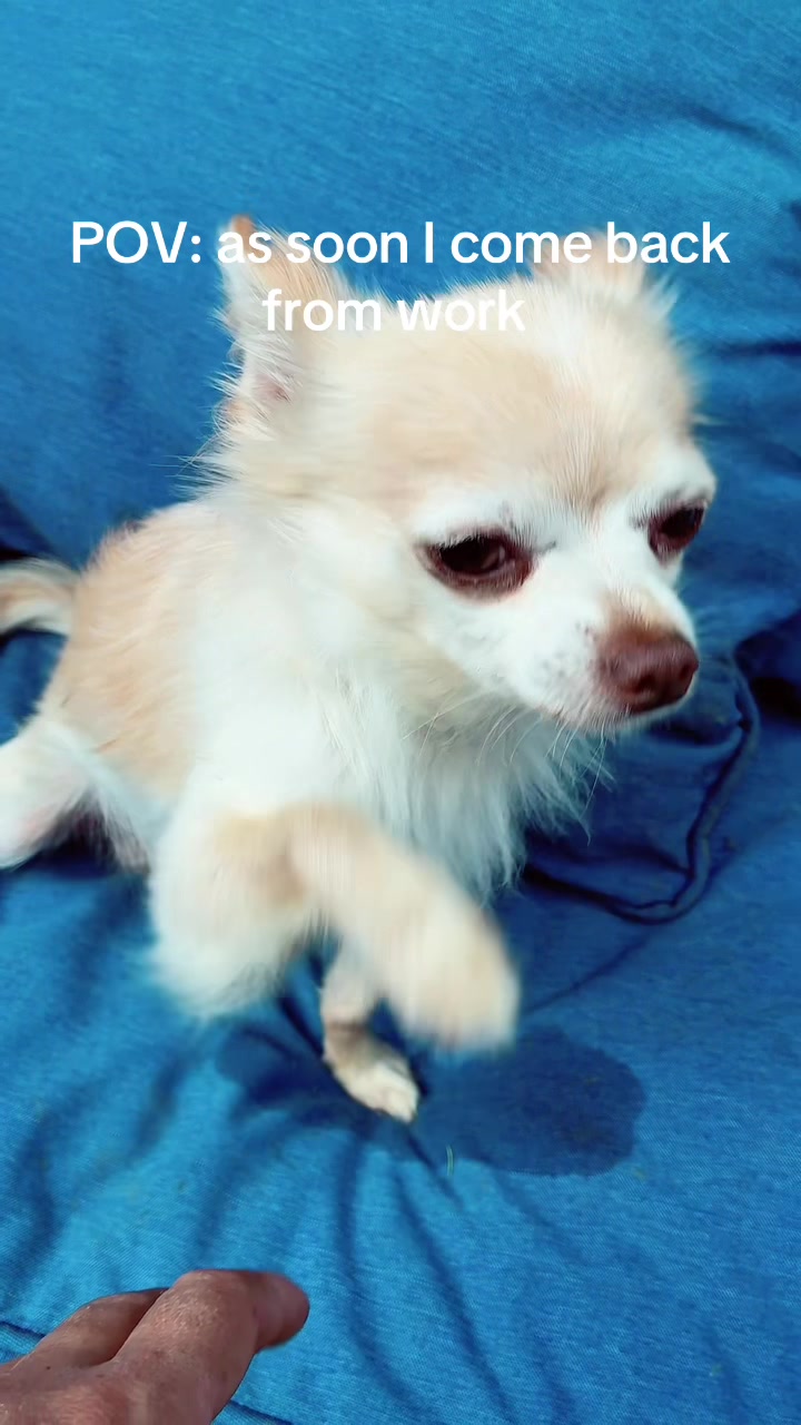 @thechihuahuafamily1