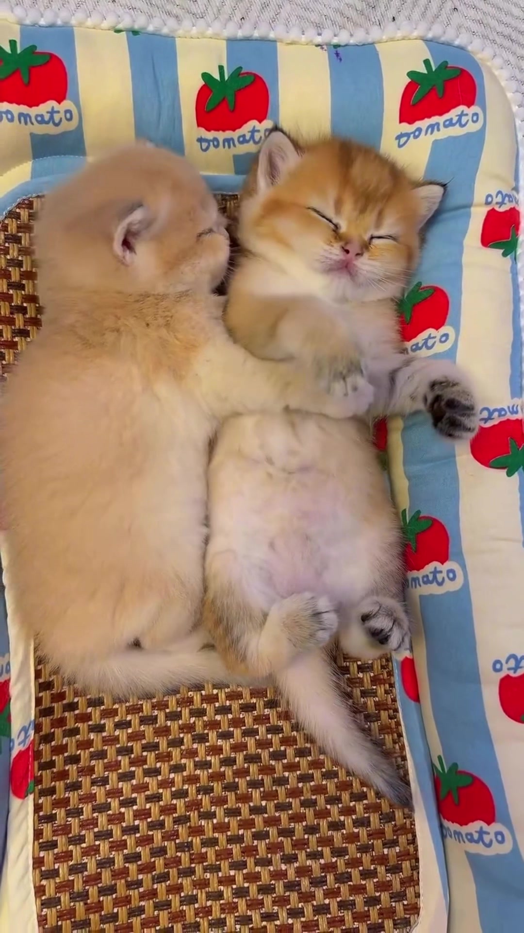 @kloutkittens