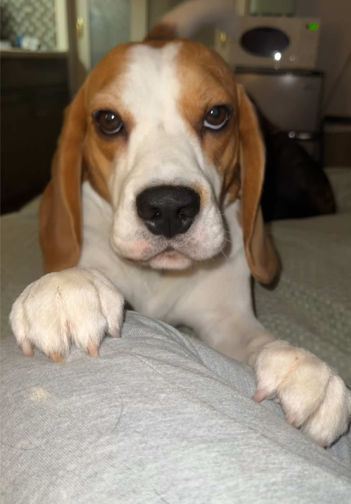 @Bogey the Beagle