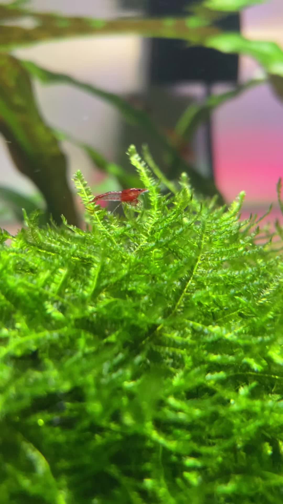 @fishygator