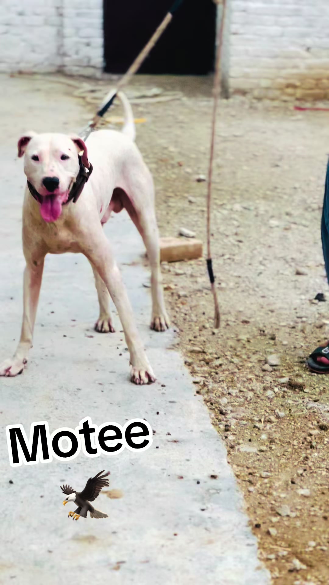 @`motee’KING 👑🦅
