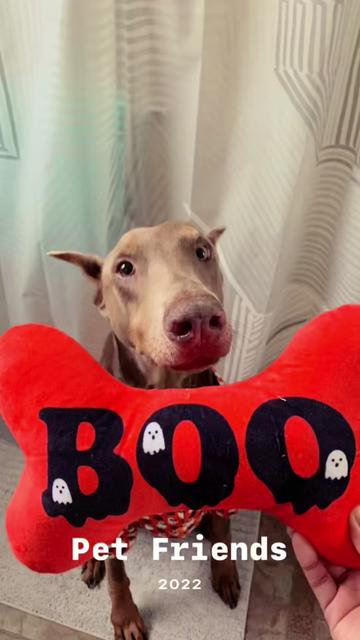 @Bree | Dog Trainer
